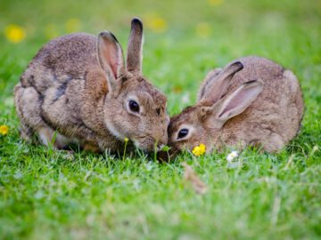 Thumbnail Soñar con Conejos Cariñosos