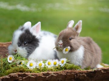 Thumbnail Soñar con Conejos Pequeños