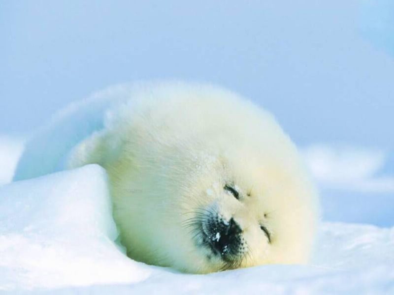 Soñar con Foca Blanca Soñar con Foca Blanca