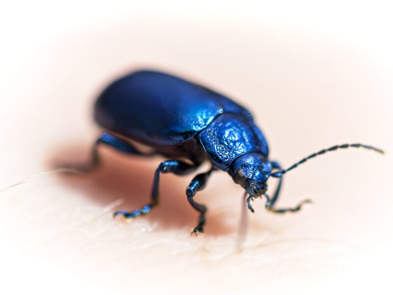 Soñar con Insectos Azules Soñar con Insectos Azules