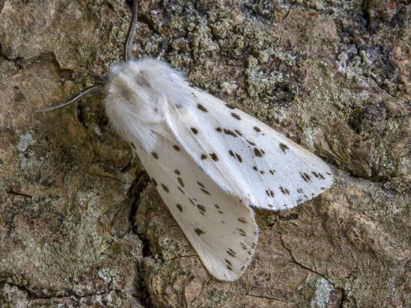 Soñar con Insectos Blancos Soñar con Insectos Blancos