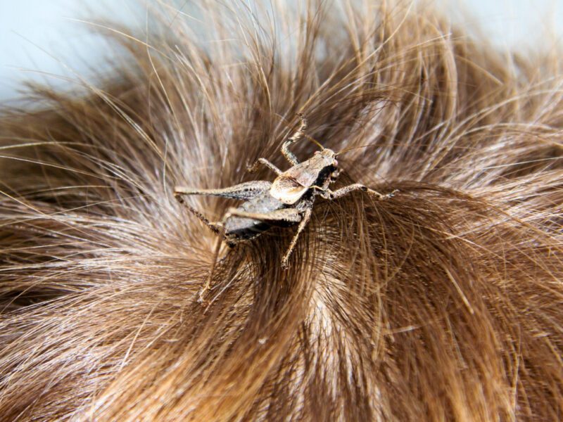 Soñar con Insectos en el Cabello Soñar con Insectos en el Cabello