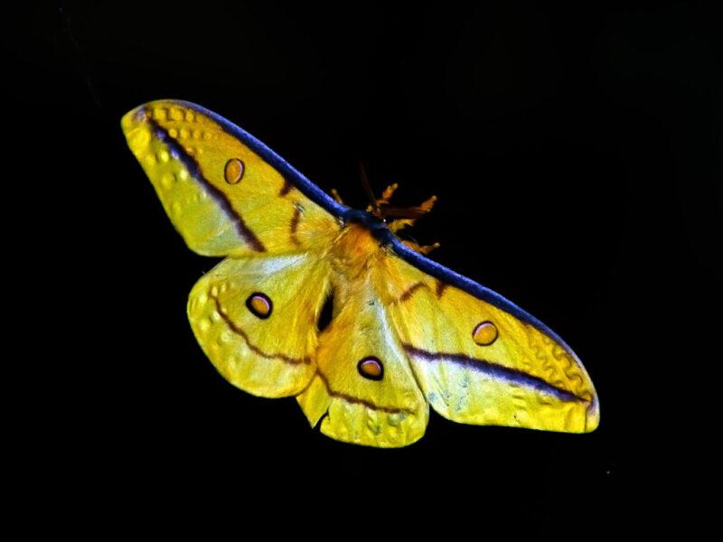 Soñar con Mariposas Amarillas Soñar con Mariposas Amarillas