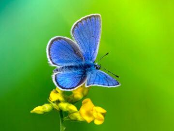 Soñar con Mariposas Azules