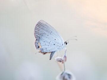 Thumbnail Soñar con Mariposas Blancas