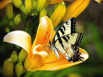 Thumbnail Soñar con Mariposas Brillantes