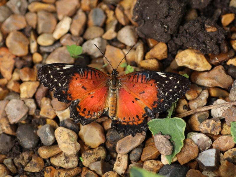 Soñar con Mariposas Heridas Soñar con Mariposas Heridas