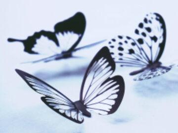 Thumbnail Soñar con Mariposas Muertas