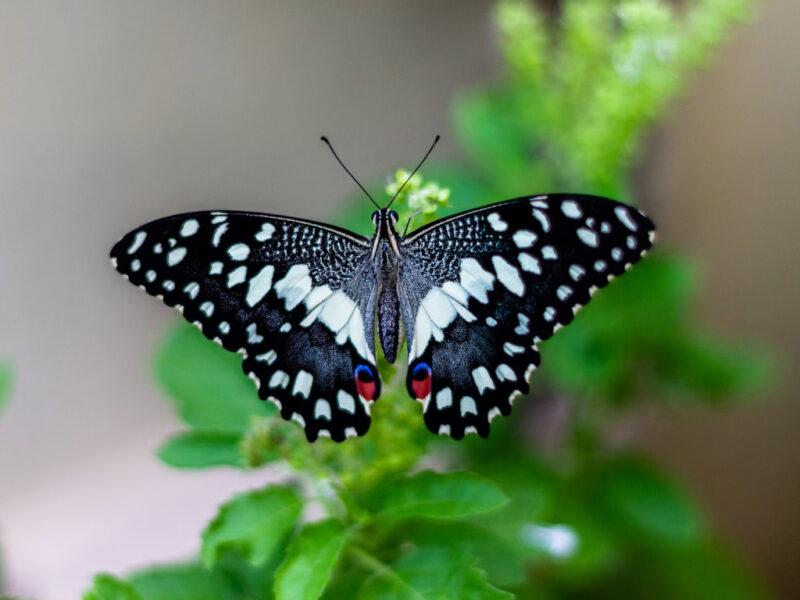 Soñar con Mariposas Volando Soñar con Mariposas Volando