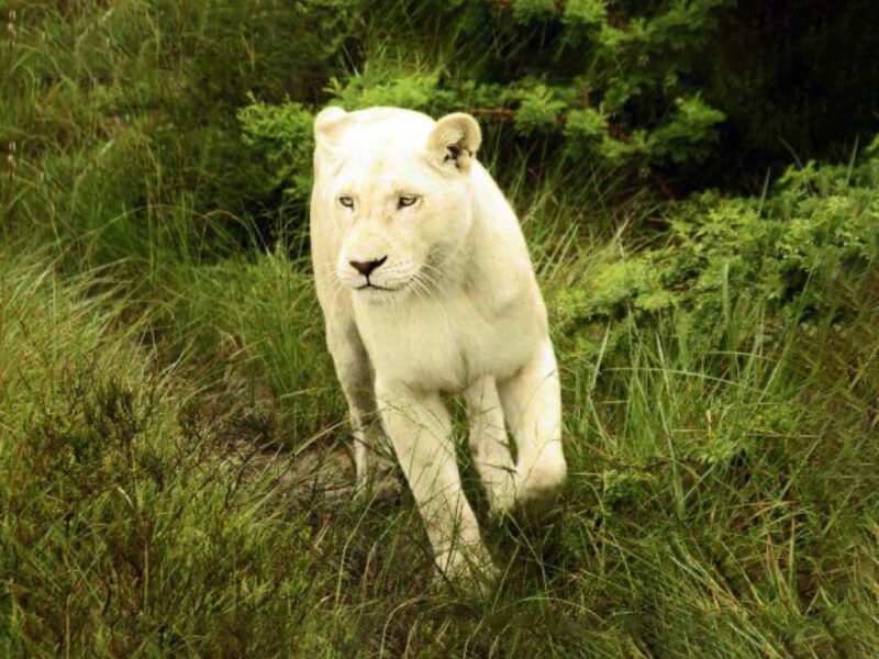 Soñar con Pantera Blanca