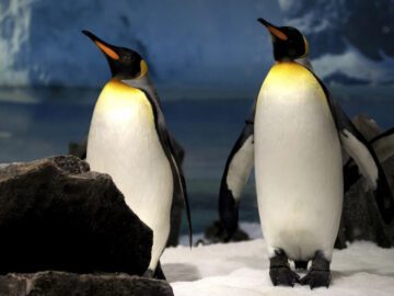 Soñar con Pingüinos Gigantes