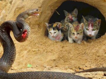 Soñar con Serpientes Atacando Gatos