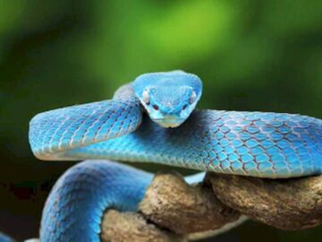 Thumbnail Soñar con Serpientes Azules