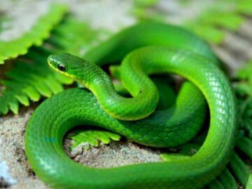 Thumbnail Soñar con Serpientes Verdes